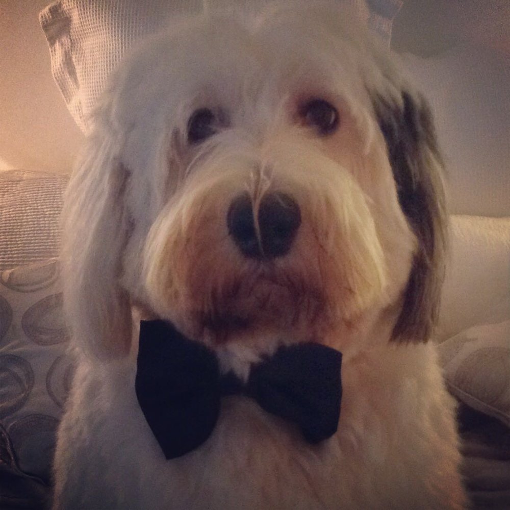 HARRY THE SHEEPDOG